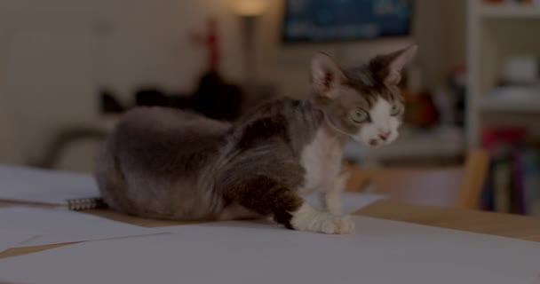 Kočka na stole s papíry vykazuje hravé chování během jara. Devon rex. — Stock video
