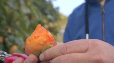 Adam bahçede olgun hurma meyvesini ısırıyor. Olgun meyve yiyor, vejetaryen yemeği.