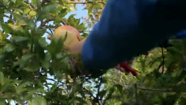 Tangan petani memetik buah delima matang dari pohon pertanian, ia melewati tangannya — Stok Video