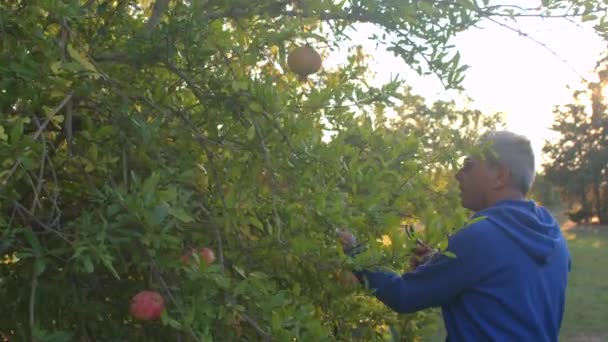 Man met bril plukt fruit uit boom, streelt het met de hand in de mand — Stockvideo