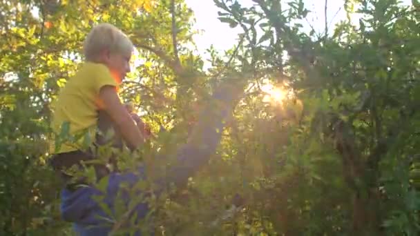 家族狩りフルーツ村の男の息子の肩は熟した果実を選ぶそれ男の子を与える — ストック動画