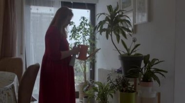 Kadın ev bitkilerini ilaçlama işiyle ilgileniyor. Düşük ışıklı alanlarda bitkiler.