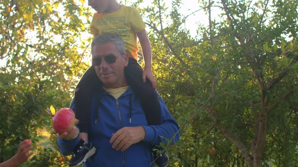 Family picking fruit in the village. A man with a son on his shoulders picks a ripe fruit and gives it to the boy. Yellow sun. Glasses on the eyes. IT, Borgagne, 7.10.2021