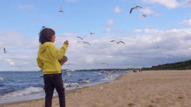 Ένα Παιδί Ταΐζει Γλάρους Τσιπς Στην Ακτή Μιας Ερημικής Παραλίας — Αρχείο Βίντεο