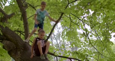 Şehir parkında çocuklar ağaca tırmanır. Serbest oyun çocuk odaklıdır, bu da bağımsızlık güveni oluşturmaya yardımcı olabilir. Çocuklar kendi kurallarını oynar. Yapılandırılmamış oyunun faydaları. CZ, Prag, Stromovka, 14.7.22