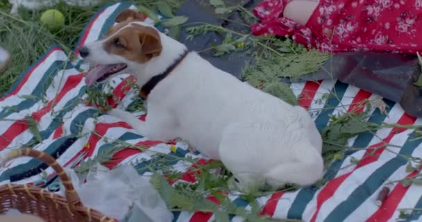 Zabawny Nastrój Białego Jacka Russella Terriera Pikniku Porusza Ogonem Czekając — Wideo stockowe