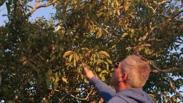 日没時に木からナッツを摘む 男は棒でコレクションのためにドライフルーツをノックします 農家の仕事だ 乾燥した葉が落ちています ボケの目に眼鏡 — ストック動画