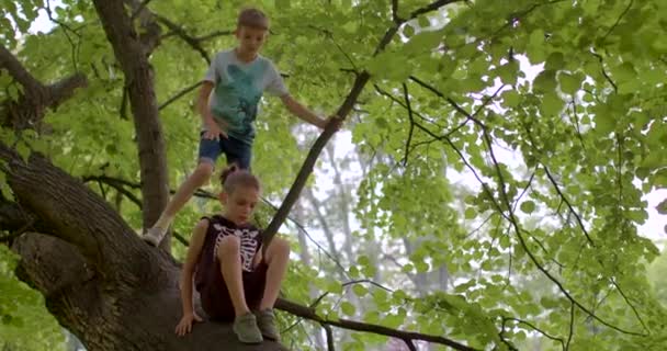 Crianças Escalam Árvore Parque Cidade Jogo Livre Centrado Criança Que — Vídeo de Stock