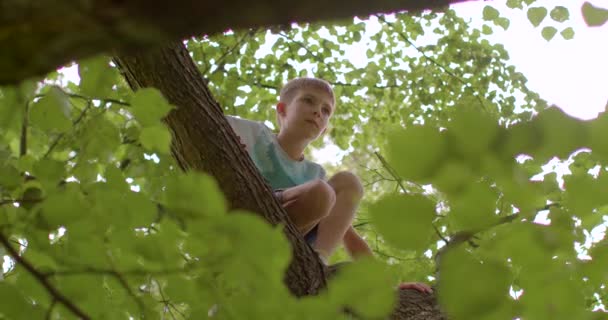 Nastoletni Chłopak Siedzi Drzewie Gra Dla Dzieci Aby Wspiąć Się — Wideo stockowe