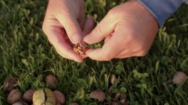 Kuru ceviz meyvesini çimenlerin arka planına göre ayıran ellerin yakın çekimi. Kabuğu parmaklarıyla açıyor, bir fındık çıkarıyor. Köydeki ağaçtan taze yiyecek. Yüzüklü bir el.