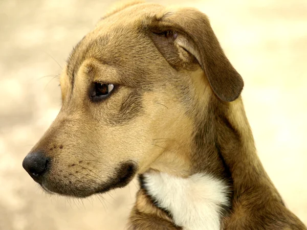 çok güzel bir yavru köpek