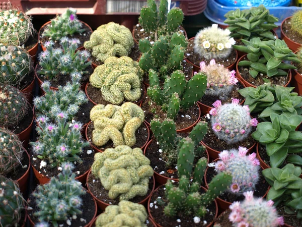 Małych kaktusów — Zdjęcie stockowe