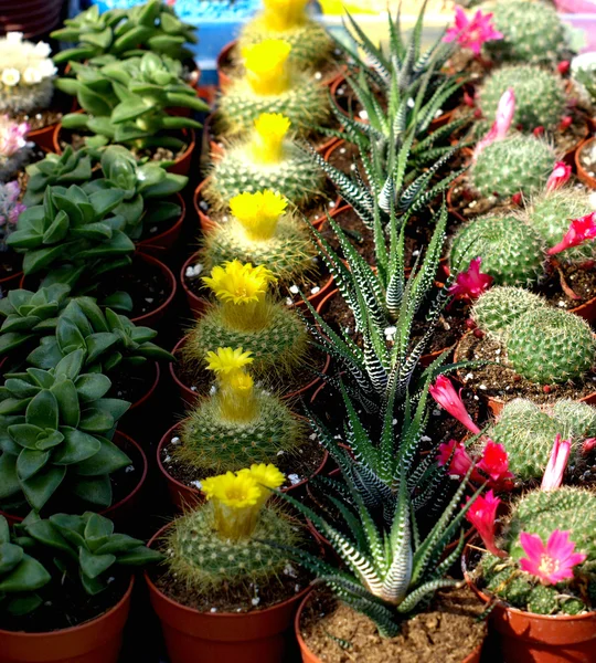 Kaktusy — Zdjęcie stockowe
