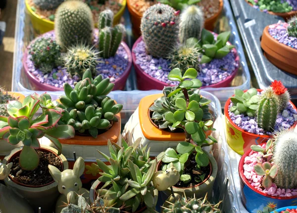 Cacti — Stock Photo, Image