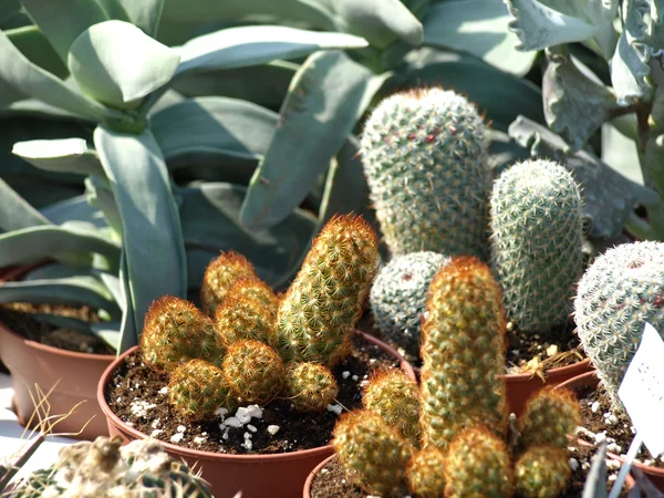 Cacti — Stock Photo, Image