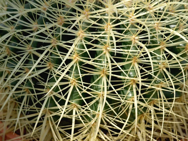 Cactus — Foto Stock