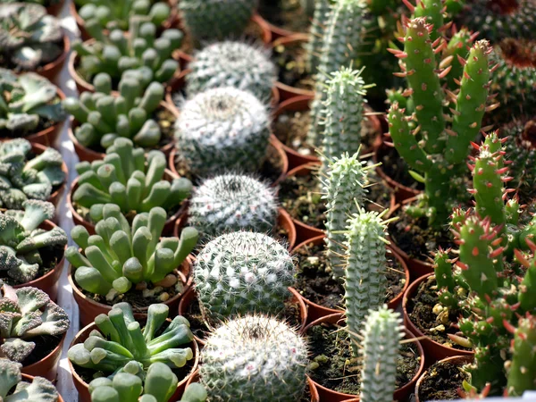 Kaktusar — Stockfoto
