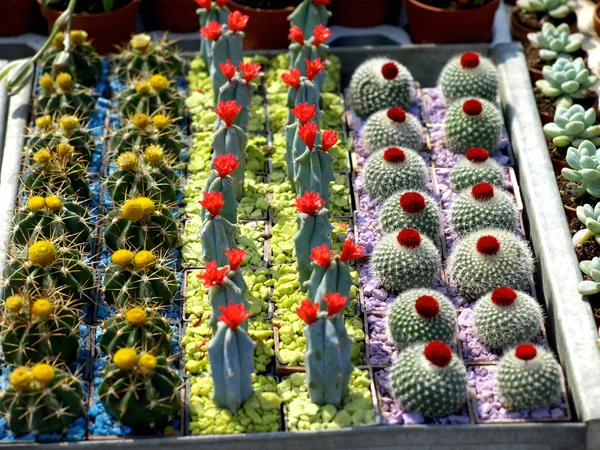 Små kaktusar — Stockfoto