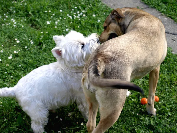Друзі собак цілуватися — стокове фото