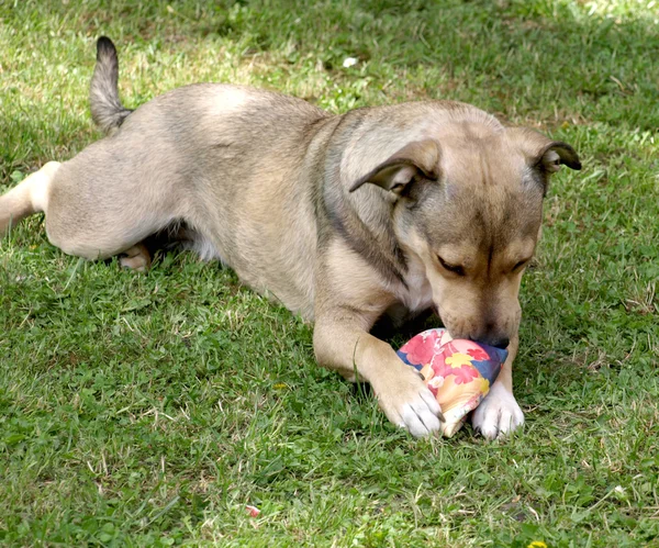 Cane con giocattolo — Foto Stock