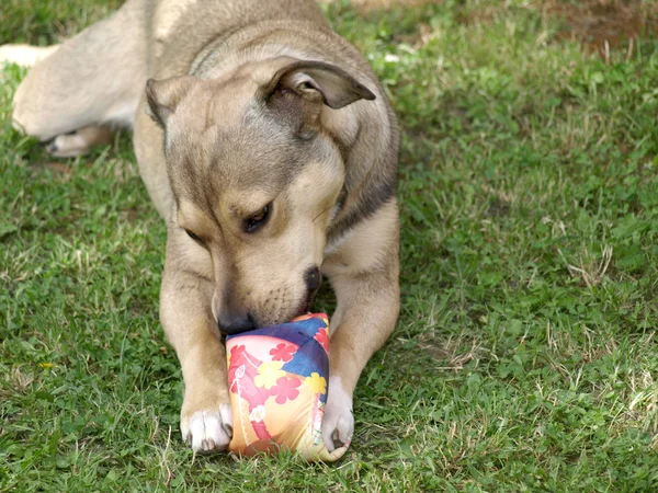 Собака з іграшкою — стокове фото