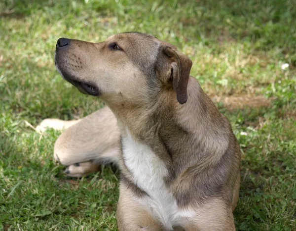 Pies stafford — Zdjęcie stockowe