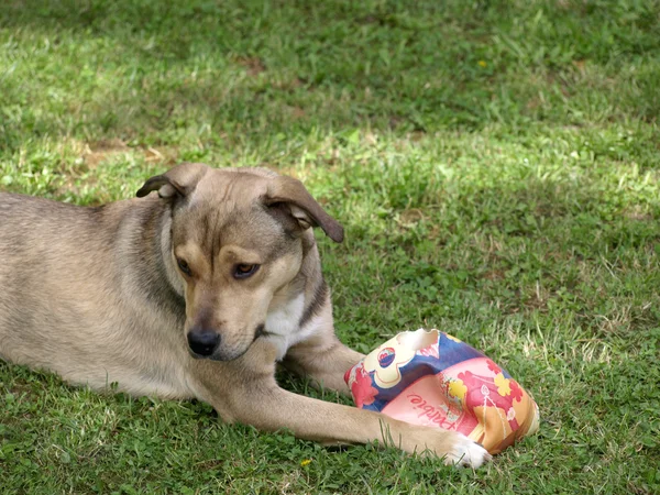 Perro con juguete — Foto de Stock