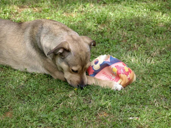 Perro con juguete — Foto de Stock