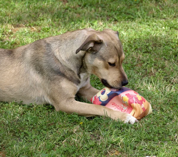 Собака з іграшкою — стокове фото