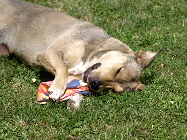 Perro con juguete — Foto de Stock