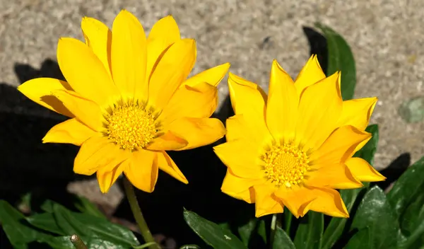 Gerberas amarillas —  Fotos de Stock