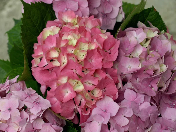 Summer hydrangea — Stock Photo, Image