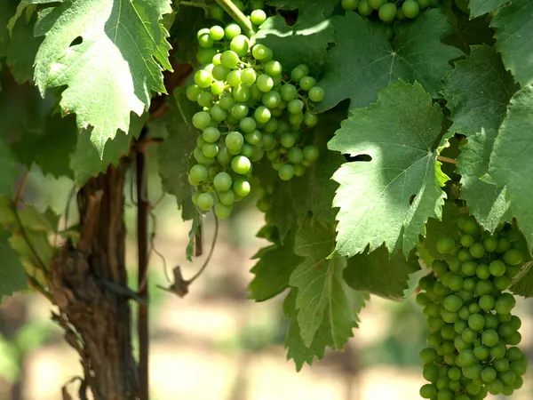 Sarmaşıkta yeşil üzümler