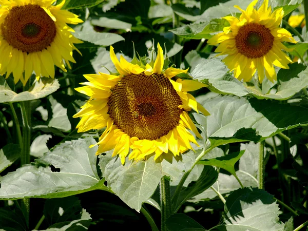 Ayçiçeği alanın üzerine mavi gökyüzü bulutlu
