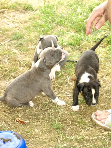 Puppies stafford — Stock Photo, Image