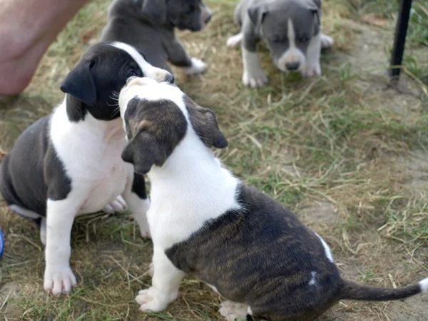Puppies stafford — Stock Photo, Image