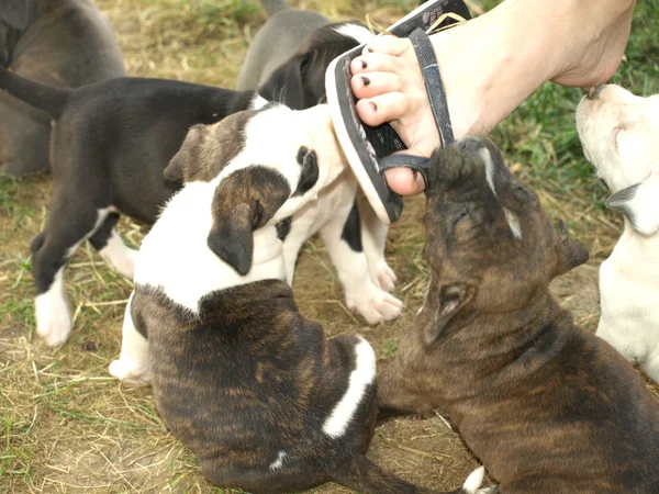 Puppies stafford — Stock Photo, Image