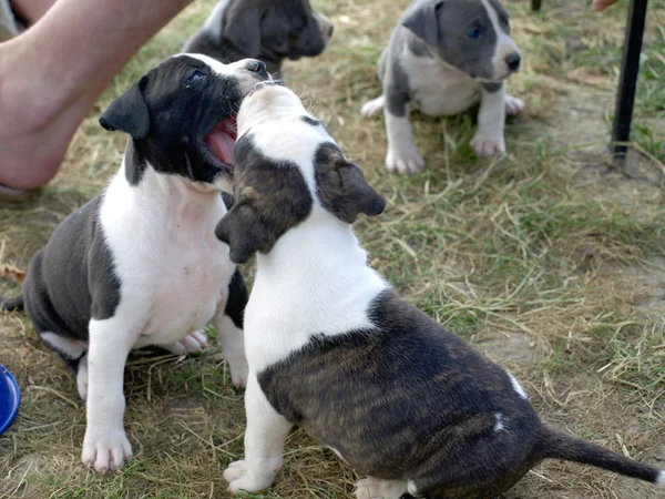 Cachorros stafford — Foto de Stock