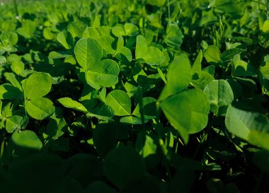 Sürünen beyaz yoncanın yeşil yoğun çimenliği