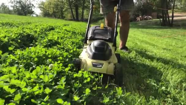 Koszenie trawników z koniczyną zieloną z kosiarką elektryczną. — Wideo stockowe