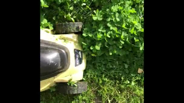 Elektrikli çim biçme makinesiyle yeşil yonca çimlerini biçiyor.. — Stok video