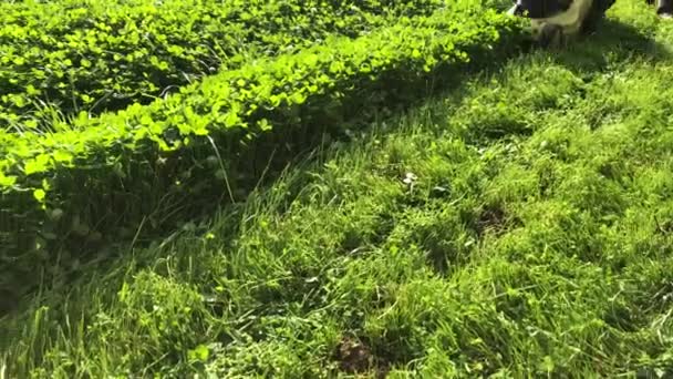 Mowing green clover lawns with an electric lawn mower. — Wideo stockowe