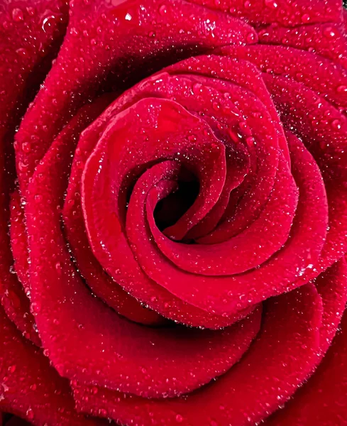 Kapky ranní rosy na kvetoucí rudé růži v zahradě. — Stock fotografie