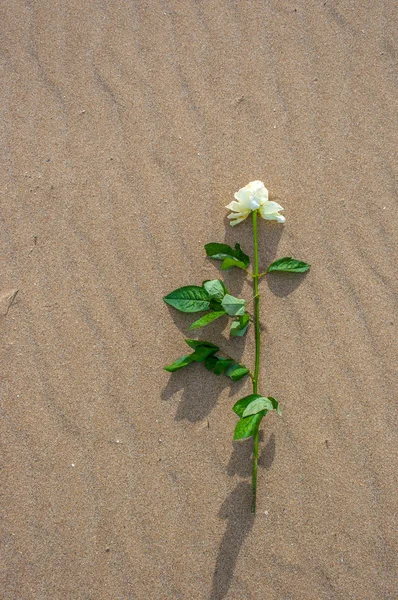 S růží sama na pláži — Stock fotografie