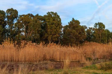 sazlık ve Bahar, ağaçlar