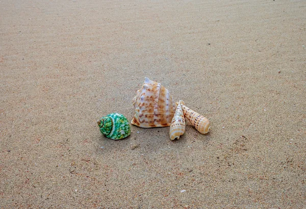 Schelpen op het zand — Stockfoto