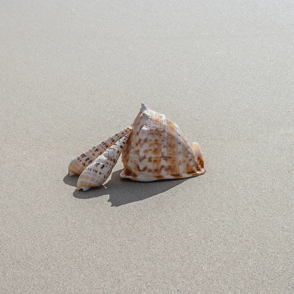 Shells on the beach — Stock Photo, Image