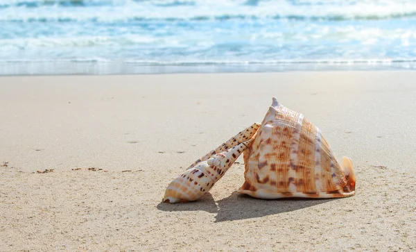 Schelpen op het strand — Stockfoto