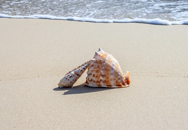 Conchas en la playa — Foto de Stock