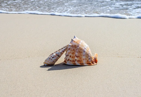 Coquilles sur la plage — Photo